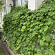 Img_4855